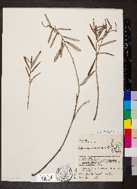 Andromeda polifolia var. latifolia image