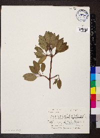 Arbutus arizonica image