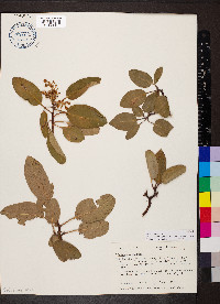 Arbutus xalapensis image