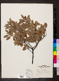 Arctostaphylos pungens image