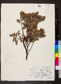 Arctostaphylos pungens image