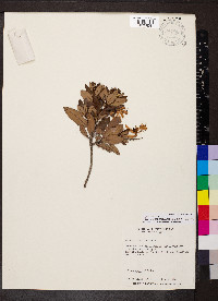Bejaria aestuans image