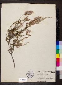 Calluna vulgaris image