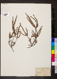 Calluna vulgaris image