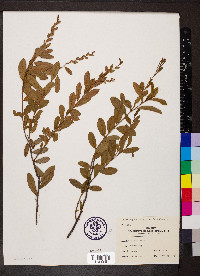 Chamaedaphne calyculata image