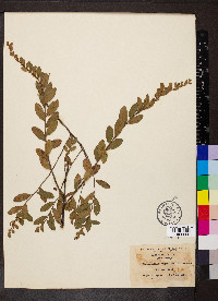 Chamaedaphne calyculata image