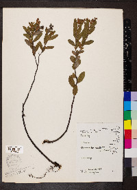 Chamaedaphne calyculata image