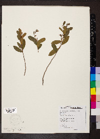 Chamaedaphne calyculata image