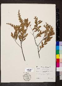 Chamaedaphne calyculata image