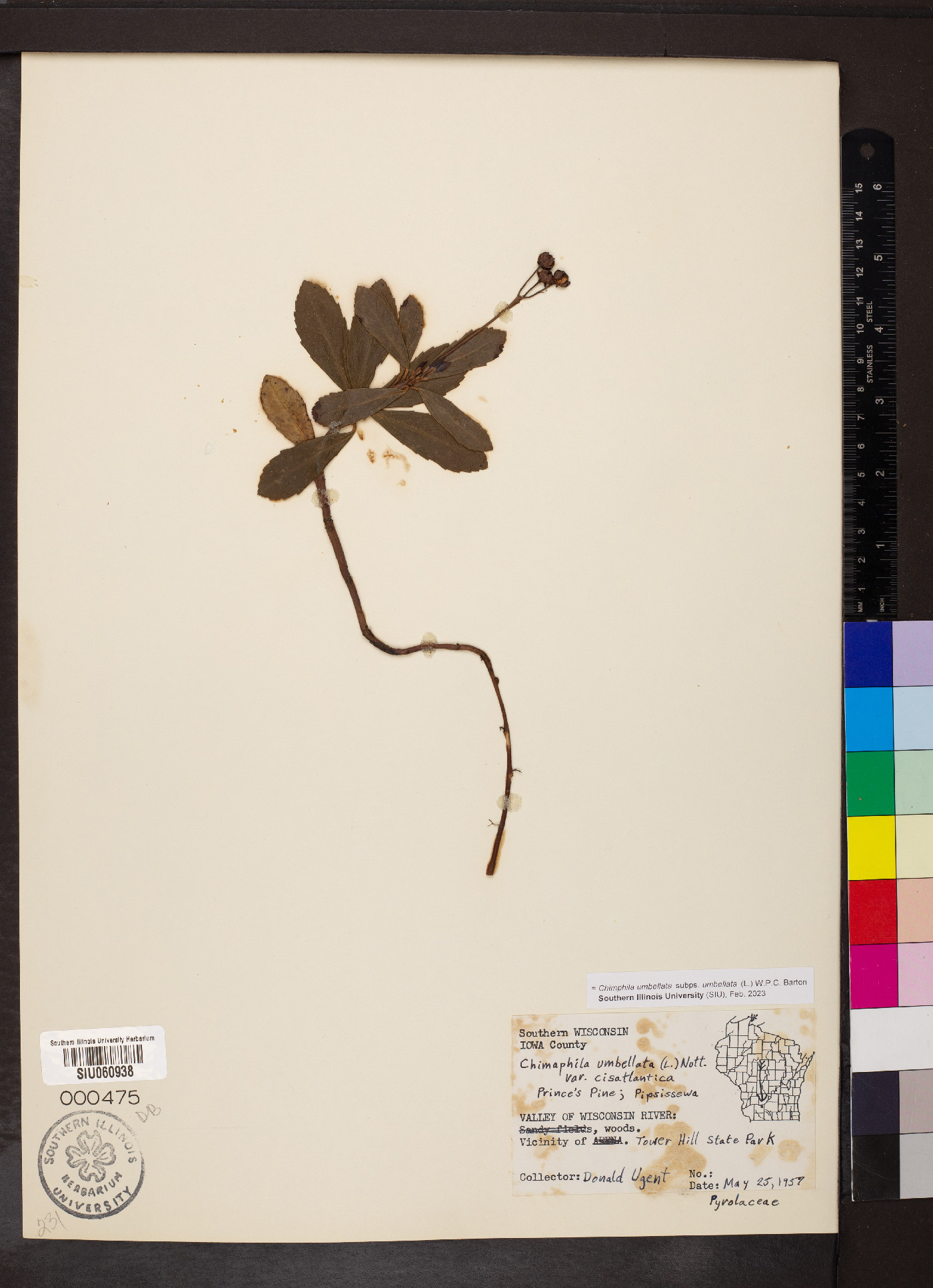 Chimaphila umbellata subsp. umbellata image