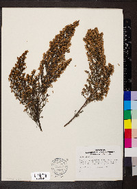Erica arborea image