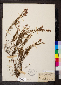 Erica cinerea image