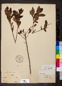 Eubotrys racemosa image