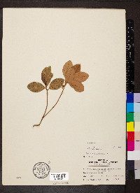 Gaultheria procumbens image