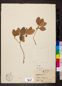 Gaultheria procumbens image