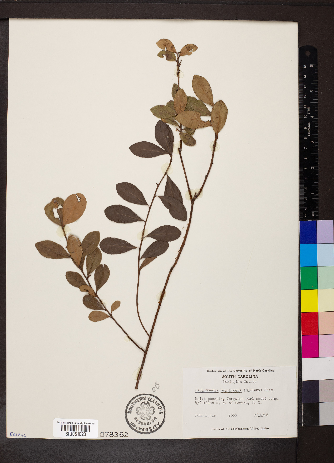 Gaylussacia brachycera image
