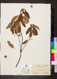 Kalmia angustifolia image