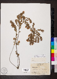 Kalmia hirsuta image