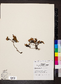 Kalmia procumbens image
