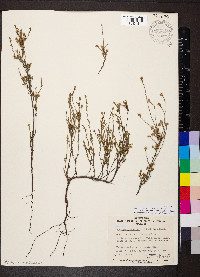 Image of Leucopogon costatus