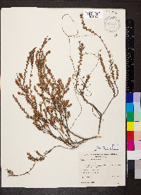 Styphelia ericoides image