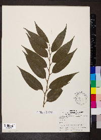 Leucothoe fontanesiana image