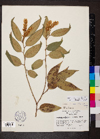 Leucothoe fontanesiana image