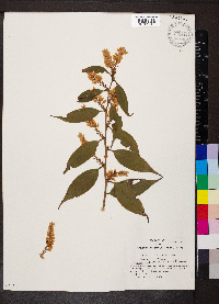 Leucothoe fontanesiana image