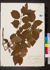 Lyonia ovalifolia image