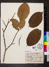 Lyonia ovalifolia image