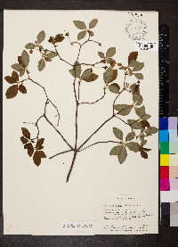 Rhododendron pilosum image