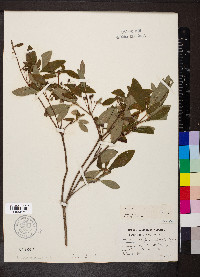 Rhododendron pilosum image