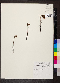 Hypopitys monotropa image