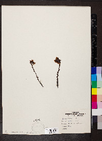 Hypopitys monotropa image