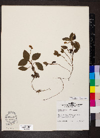 Orthilia secunda subsp. secunda image