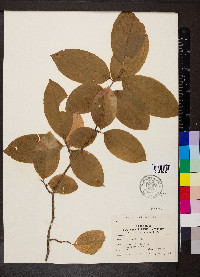 Oxydendrum arboreum image