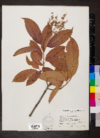 Oxydendrum arboreum image