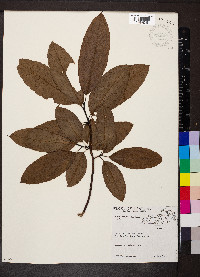 Oxydendrum arboreum image