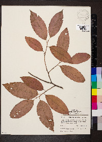Oxydendrum arboreum image
