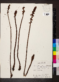 Pterospora andromedea image