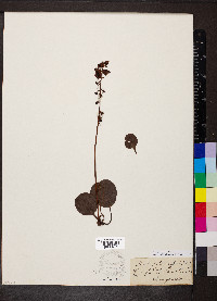 Pyrola americana image