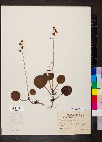 Pyrola americana image