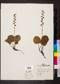 Pyrola asarifolia image