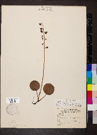 Pyrola asarifolia image