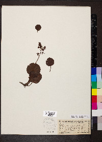 Pyrola asarifolia image