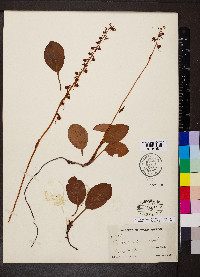 Pyrola asarifolia image