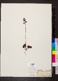 Pyrola chlorantha image