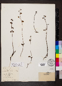 Pyrola chlorantha image