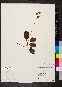 Pyrola elliptica image