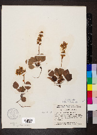 Pyrola grandiflora image